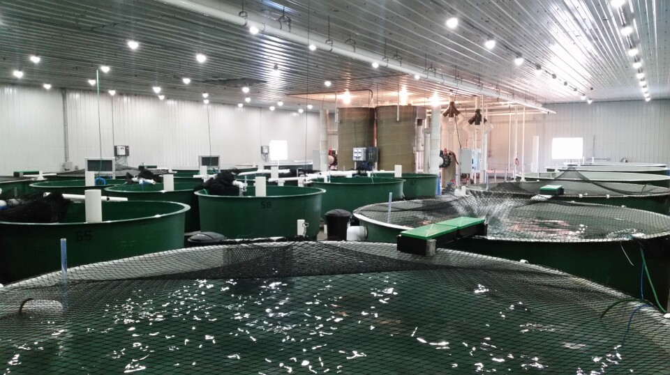 AquaBounty's R&D hatchery at Rollo Bay, Prince Edward Island, Canada, is up for sale.