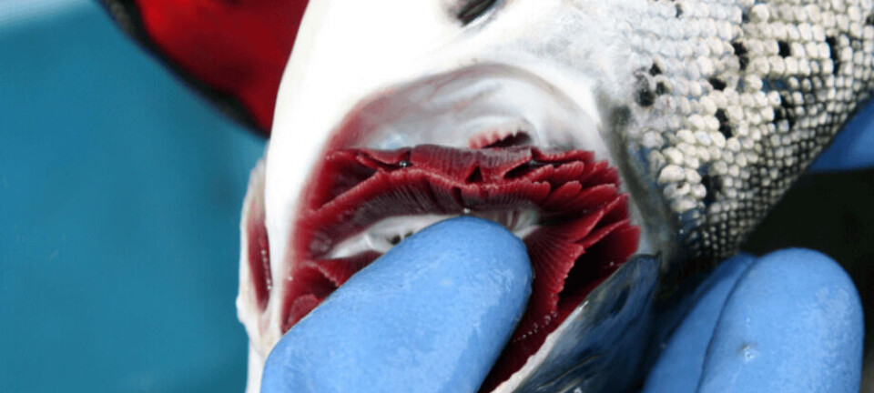 CGD: 'Podr铆a causar serios problemas e incluso, en casos severos, alta mortalidad de salmones'