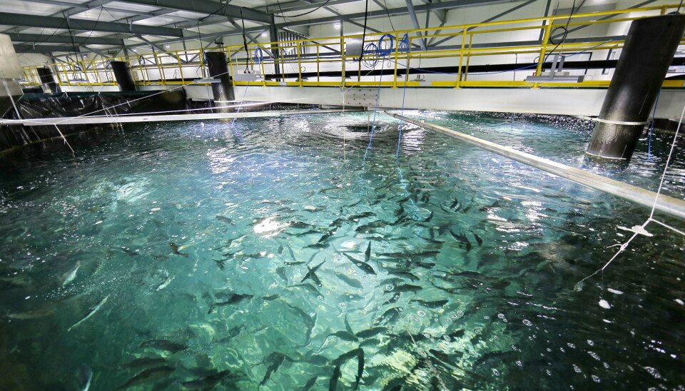 Photo: Billund Aquaculture.