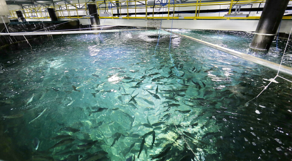 Danish RAS supplier Billund Aquaculture goes bust