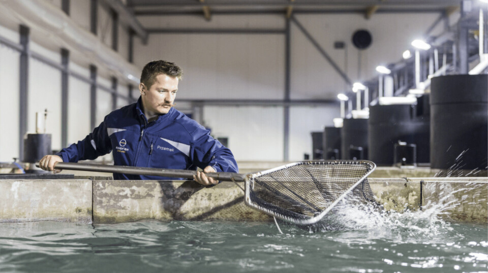 Kingfish has consolidated all hatchery production in the Netherlands and introduced fourth-generation fish in 2024. The goal is better growth, lower FCR and more precise production management.