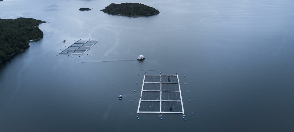 Salmonicultores disponibles a transparentar informaci贸n pero piden objetividad a Sernapesca