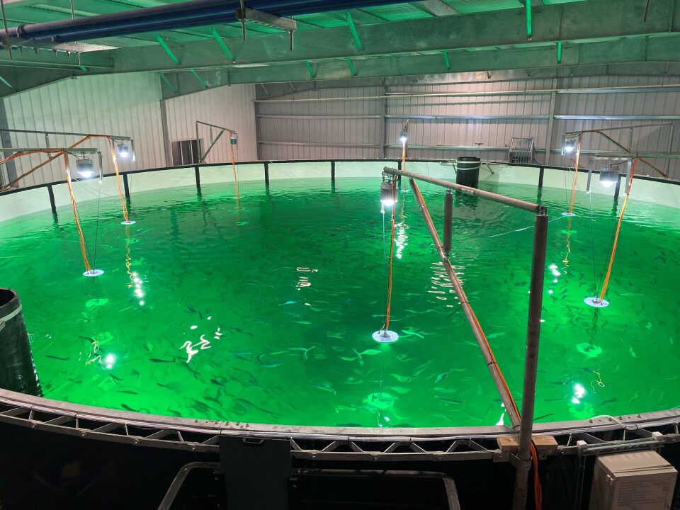 Atlantic Sapphire had problems with water temperatures in Q3 2023, but increased cooling capacity was installed in October so it was under control. However, the increase in temperature has triggered sexual maturation in some fish.