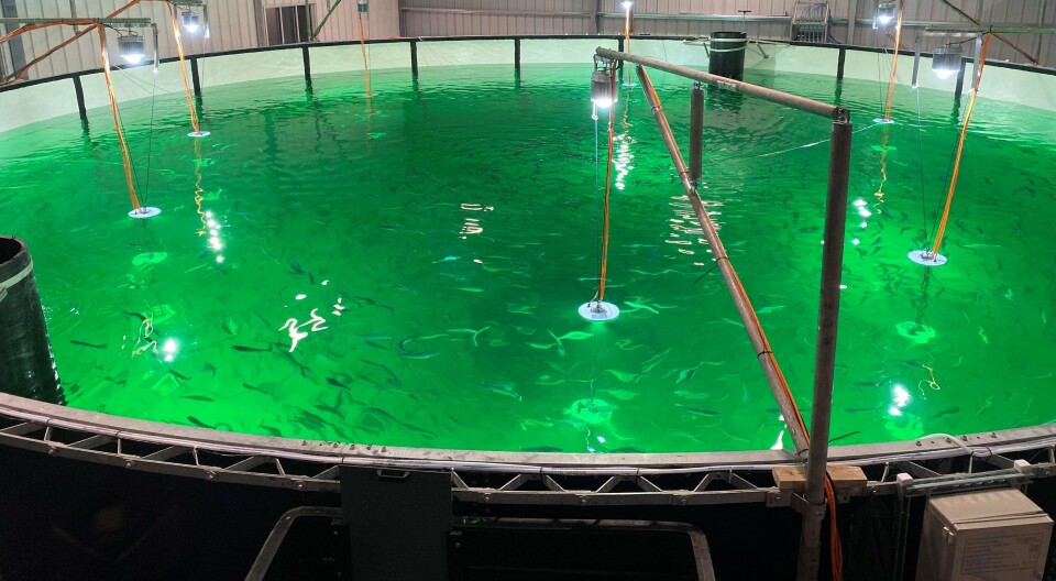 Atlantic Sapphire had to harvest a lot of small fish in Q2