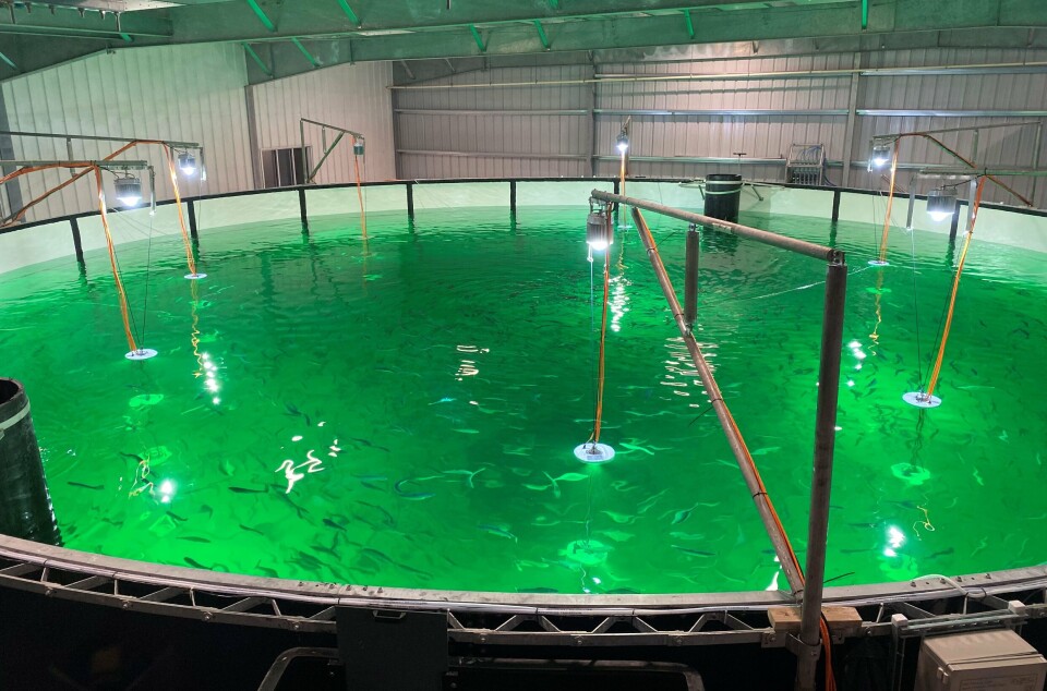 Atlantic Sapphire's feeding capacity wasn't enough for the volume of fish in its tanks, forcing it to harvest salmon at a low weight in Q2.