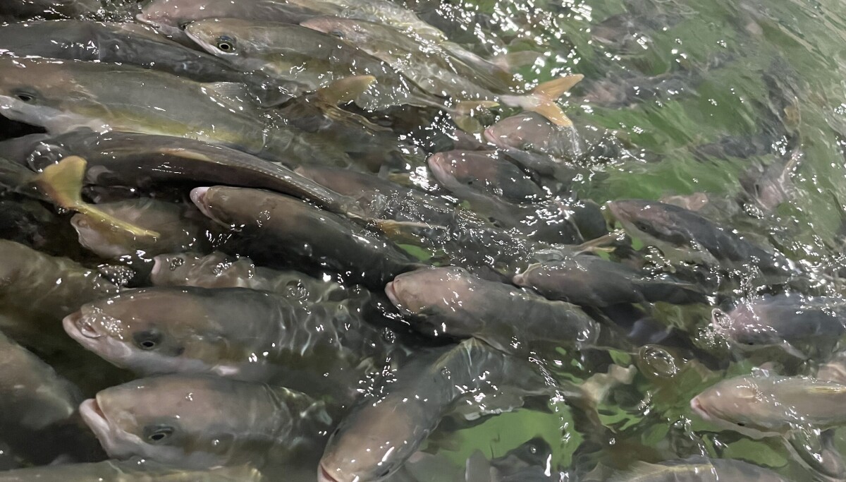Java Vol Fish Significant growth in volume sold