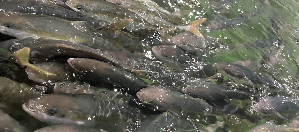 With 578 tonnes of yellowtail sold in Q1, a new record was set. At the same time, standing biomass was reduced from 1,118 (Q4 2024) to 922 tonnes (Q1), through the removal of small fish, to increase overall operational efficiency.