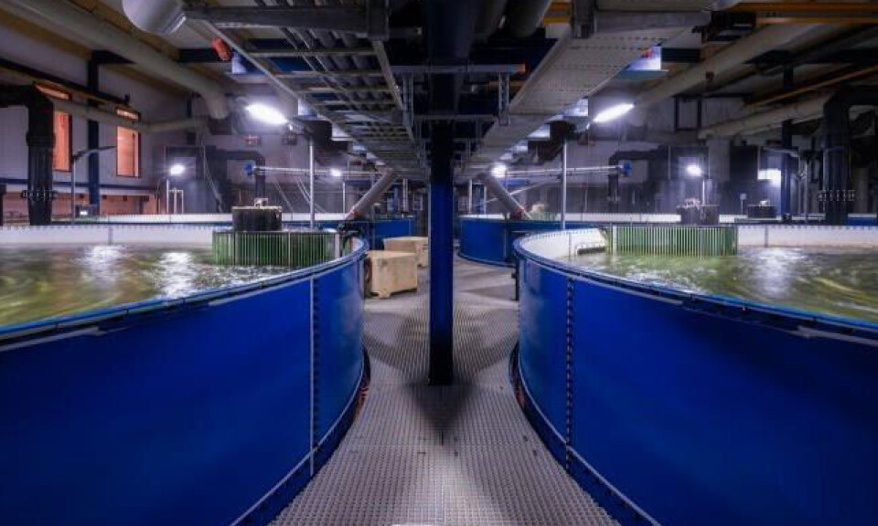 The Kingfish Company now has the capacity to produce 3,500 tonnes of fish in Zeeland.