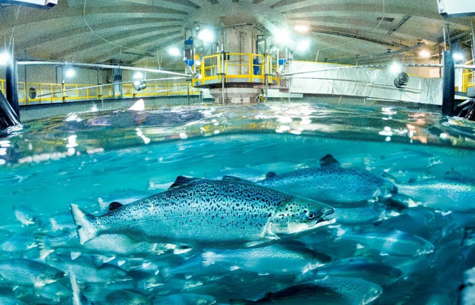 Salmon swim in a tank at Salmon Evolution's facility at Indre Harøy. Arctic Securities analyst Kristoffer Haugland believes it is currently the best choice for land-based aquaculture investors.