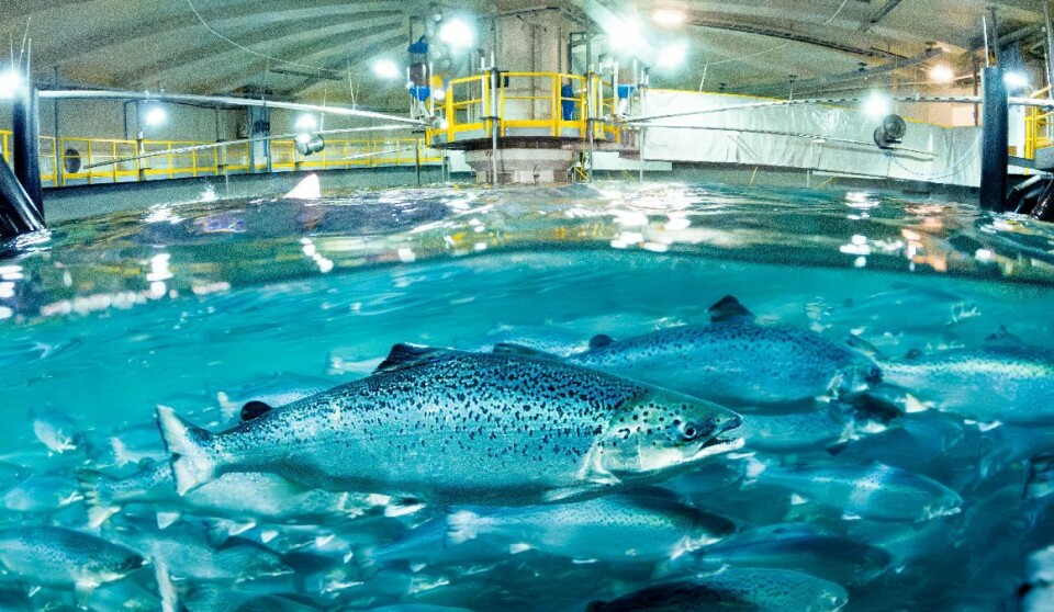 Salmon swim in a tank at Indre Harøy.