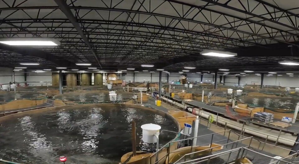 AquaBounty's losses jumped to $50.5m in Q2