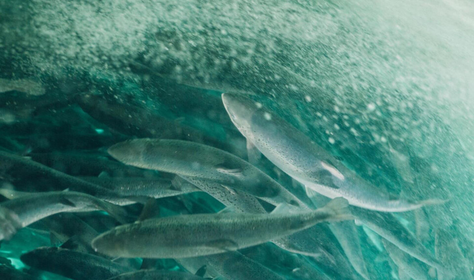 Atlantic Sapphire's future generations will have better conditions now that water cooling at the Miami facility has been optimised, says the company.