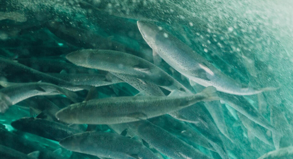 Atlantic Sapphire harvested many more fish in this year's Q3 than in last year's, although they were small.