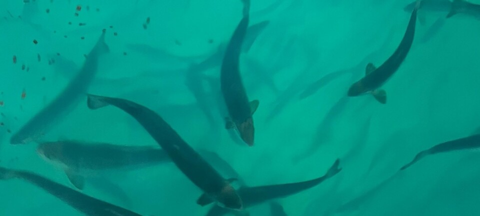Another milestone reached for land-based salmon farm in Japan