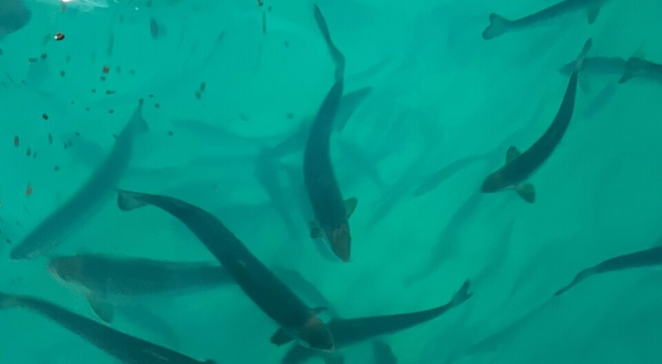 Picture of the first salmon that has been transferred to Proximar Seafood's newly built post-smolt department.