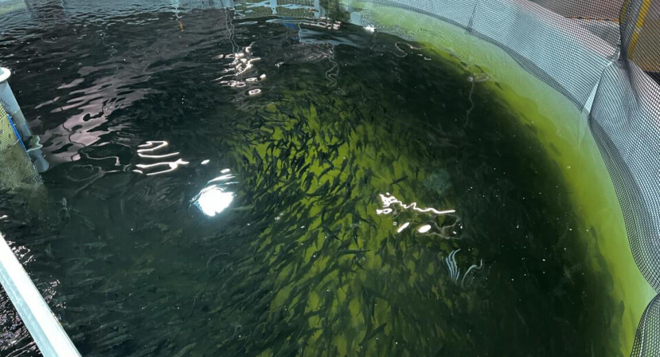 The fish in Proximar's post-smolt department.