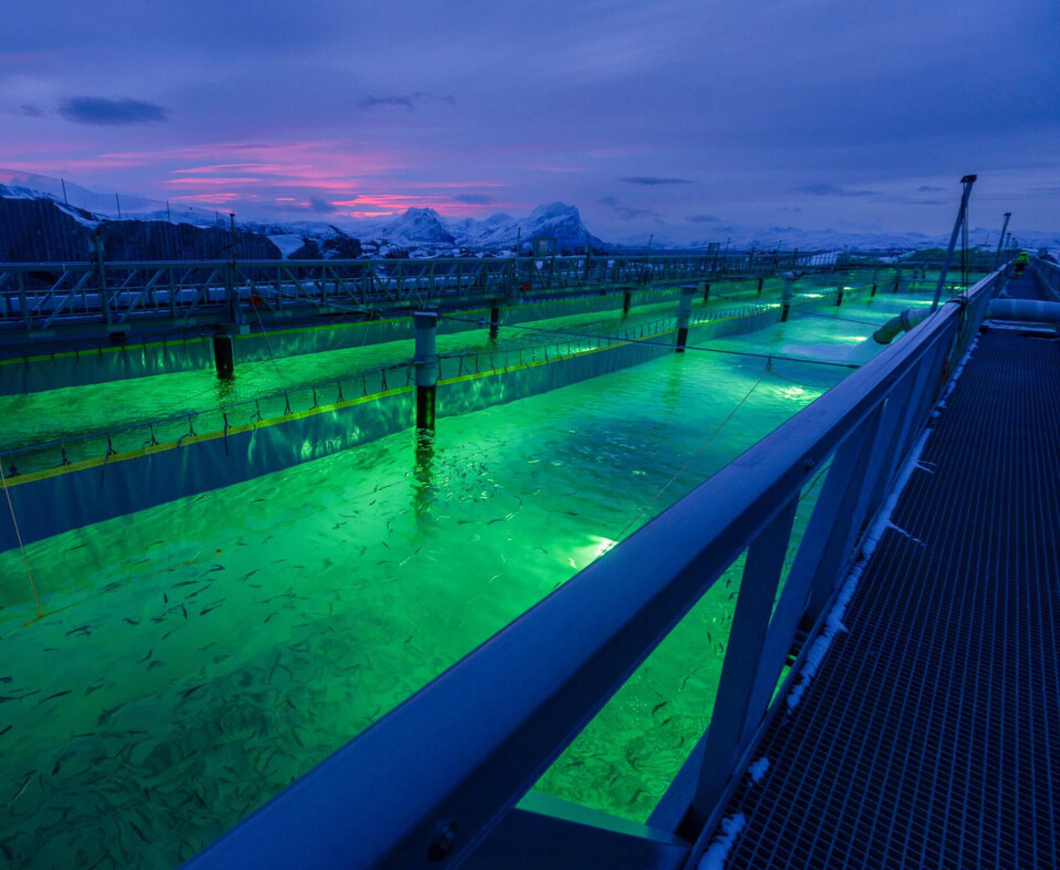 Smolts swimming in one of Gigante Salmon's nursery pools shortly after delivery. The first release went well, but there was mortality in the second, initially put at 20,000. Mortality has now reached around 300,000, most of the second delivery.