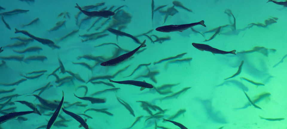 Gigante Salmon puts figure on smolt loss