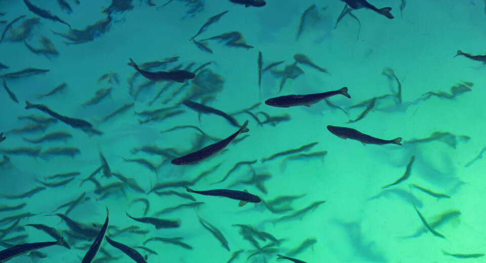 Smolts swim in Gigante Salmon's nursery pool after delivery.