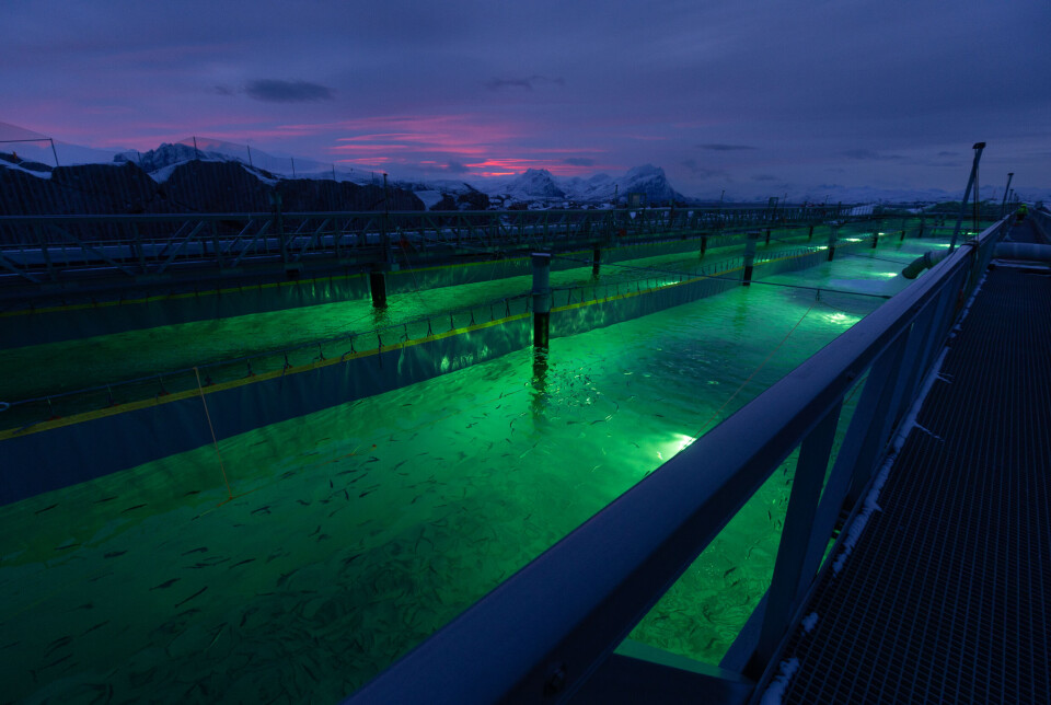 Smolts being stocked into Pool 3 on Lille Indre Rosøy in January last year. Gigante Salmon has now achieved GlobalGAP certification.