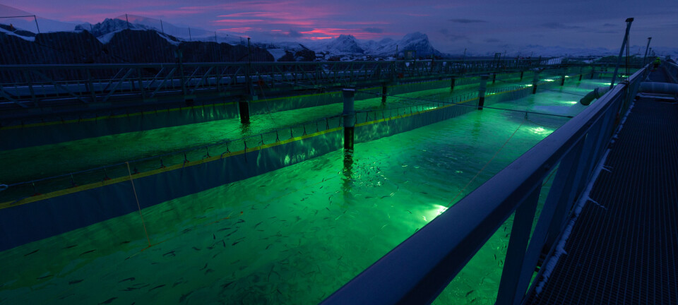 Give us time to find smolt deaths cause says Gigante Salmon