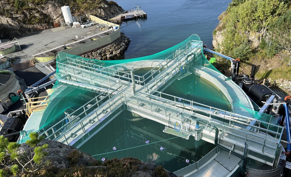 The OptiRAS pilot facility is being used to grow post-smolts at Bremnes Seashores' site at Skålevik.