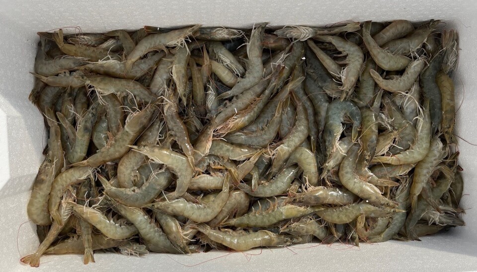 Shrimp grown in a raceway equipped with DGI oxygen supplementation.