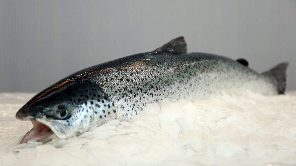 One of the fish from Nordic's recent test harvest.
