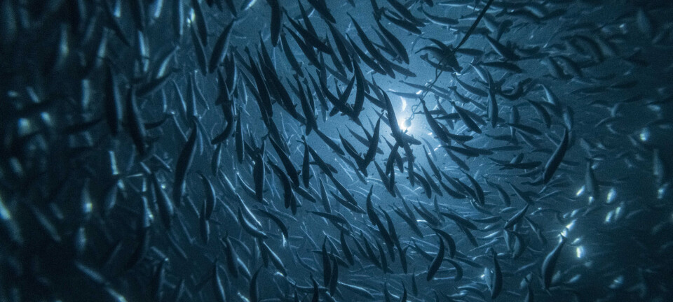 Land-based salmon farmer enters the post-smolt market