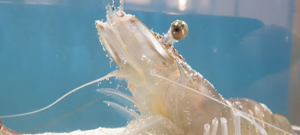 UK prawn pioneer raises £3.5m for new RAS facility