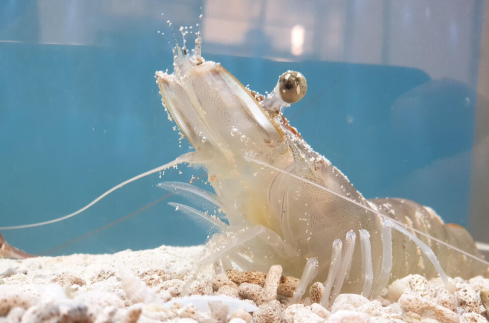 Three-Sixty Aquaculture has raised £3.5 million to set up a new RAS facility for king prawns (Litopenaeus vannamei) in Neath, Wales.