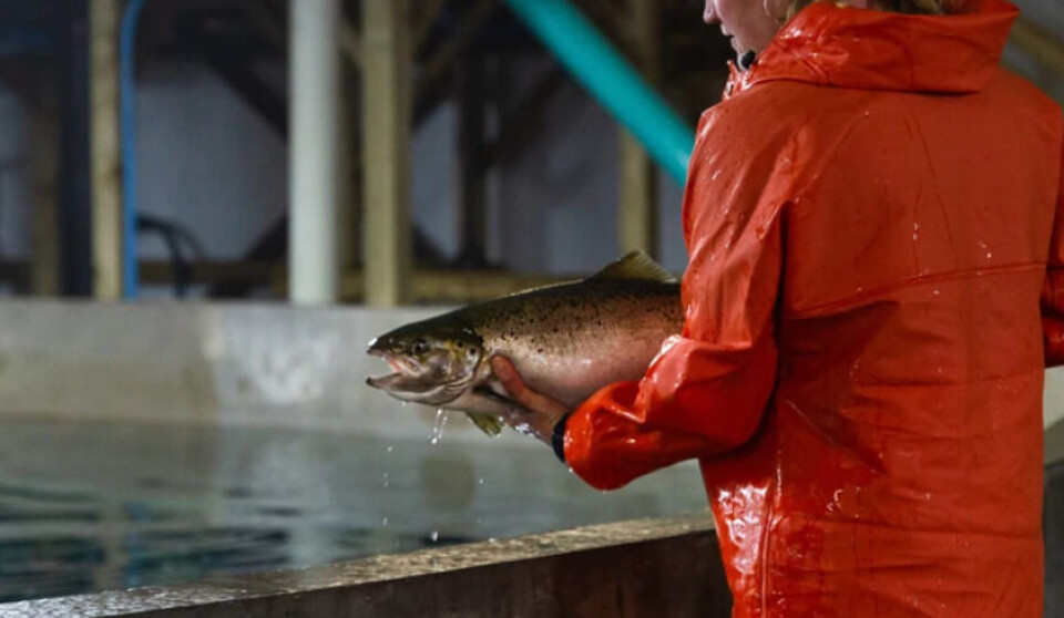 A salmon at the Sustainable Blue facility. Minority shareholders want to appoint a receiver to save the business.