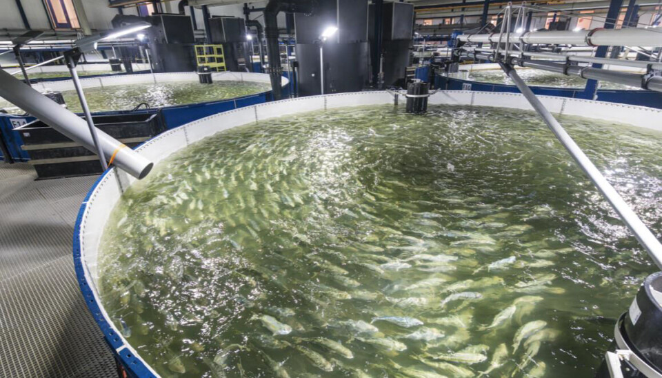 The Kingfish Company has increased production estimates from 3,500 to 4,000 tonnes annually.