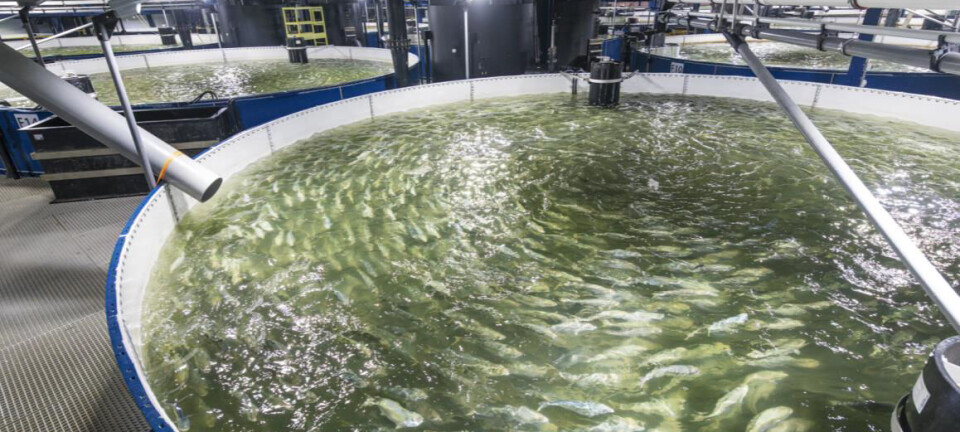 Sales growth accelerating for kingfish farmer