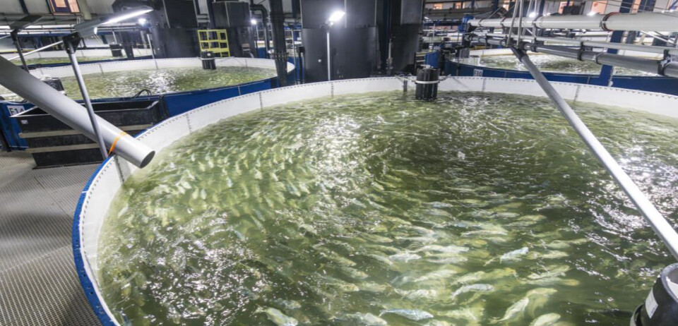 The Kingfish Company has capacity to produce 3,500 tonnes of fish annually.