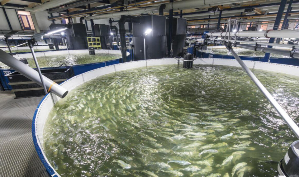 Yellowtail (Seriola lalandi) in The Kingfish Company's recirculating aquaculture system (RAS) facility in The Netherlands.