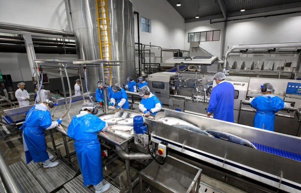 File photo of salmon being processed at Nordic Aqua Partners' facility in Ningbo, China. NOAP has now decided to increase its target weight from 5.3kg to 7kg.