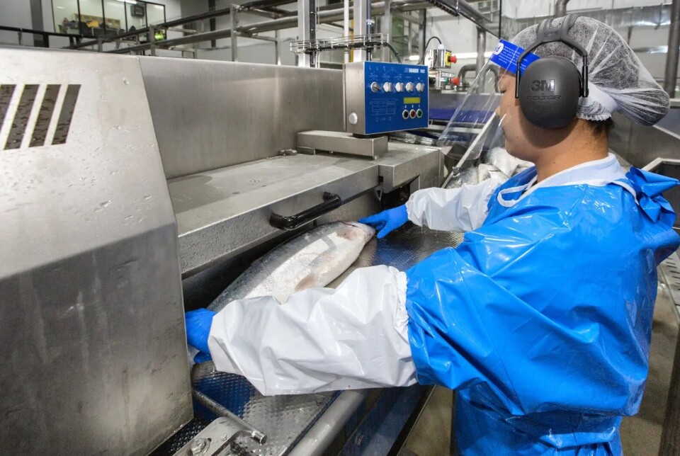 Nordic Aqua Partners is focused on producing larger fish which realise a higher price per kilo.