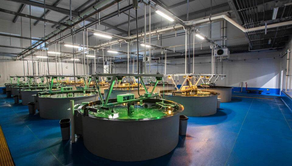 Larval room design at Earth Ocean Farms.