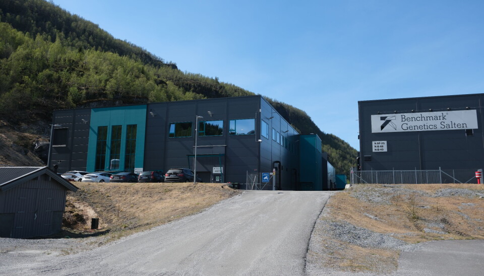 Benchmark Genetics Salten, formerly known as Salmobreed Salten, is located in the industrial area of Sørfjorden.