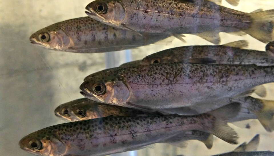 What could be the effects of exposure to sublethal concentrations of H2S? smolt, coho, peces, fry, alevin, pez, piscicultura, agua dulce