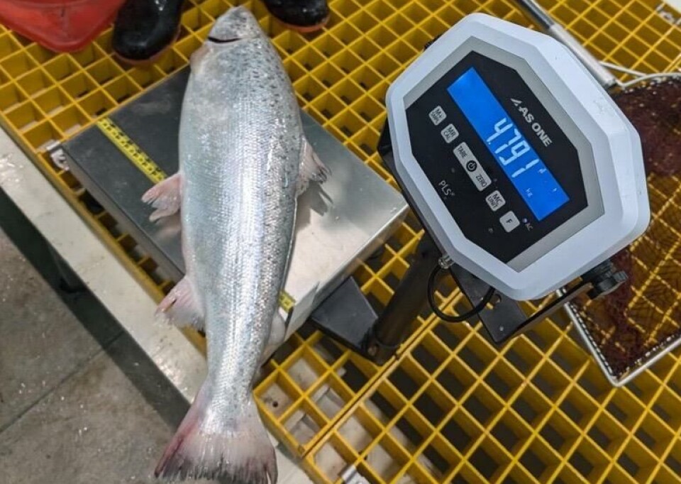 A sample fish from Proximar Seafood's facility in Japan.