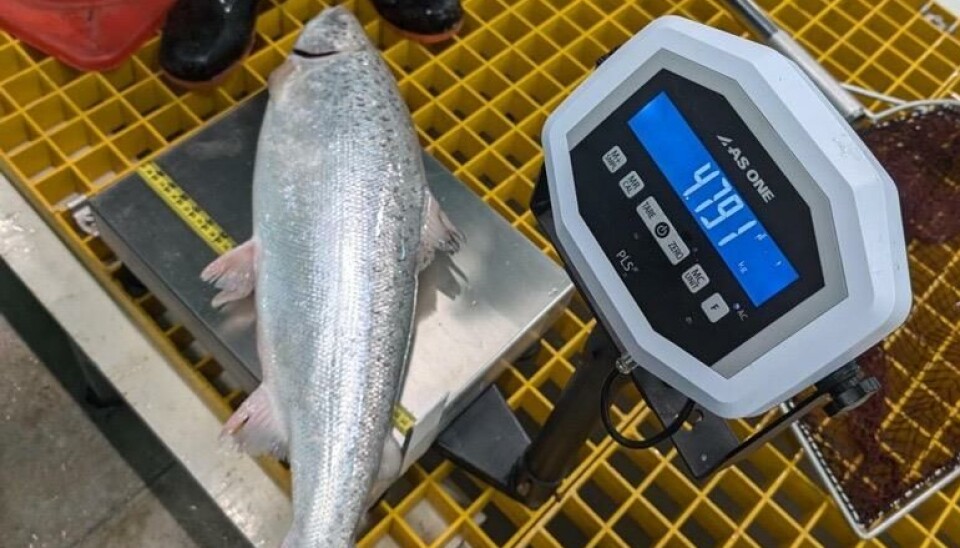 A sample of fish from the Proximar Seafood facilities in Japan.