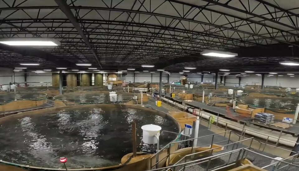 AquaBounty agrees to sell its salmon RAS