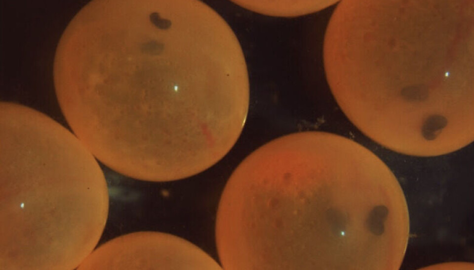 Atlantic salmon embryos with normal chorion at the stage of pigmented eye embryo (280 ATU).