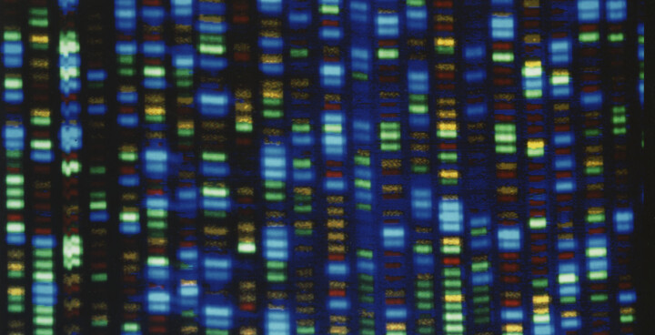 Descubren alteraciones del microbioma intestinal en salmones luego de tratamiento antibiótico