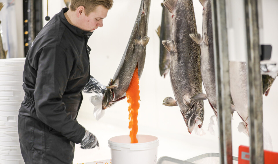 Salmon being stripped for eggs at a Benchmark Genetics facility. The sales process for the division has lasted almost a year and is now finally completed.