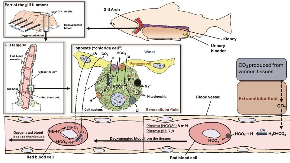 The gills have an important role in removing CO2 and transporting acid and base equivalents. Click here for full figure explanation.