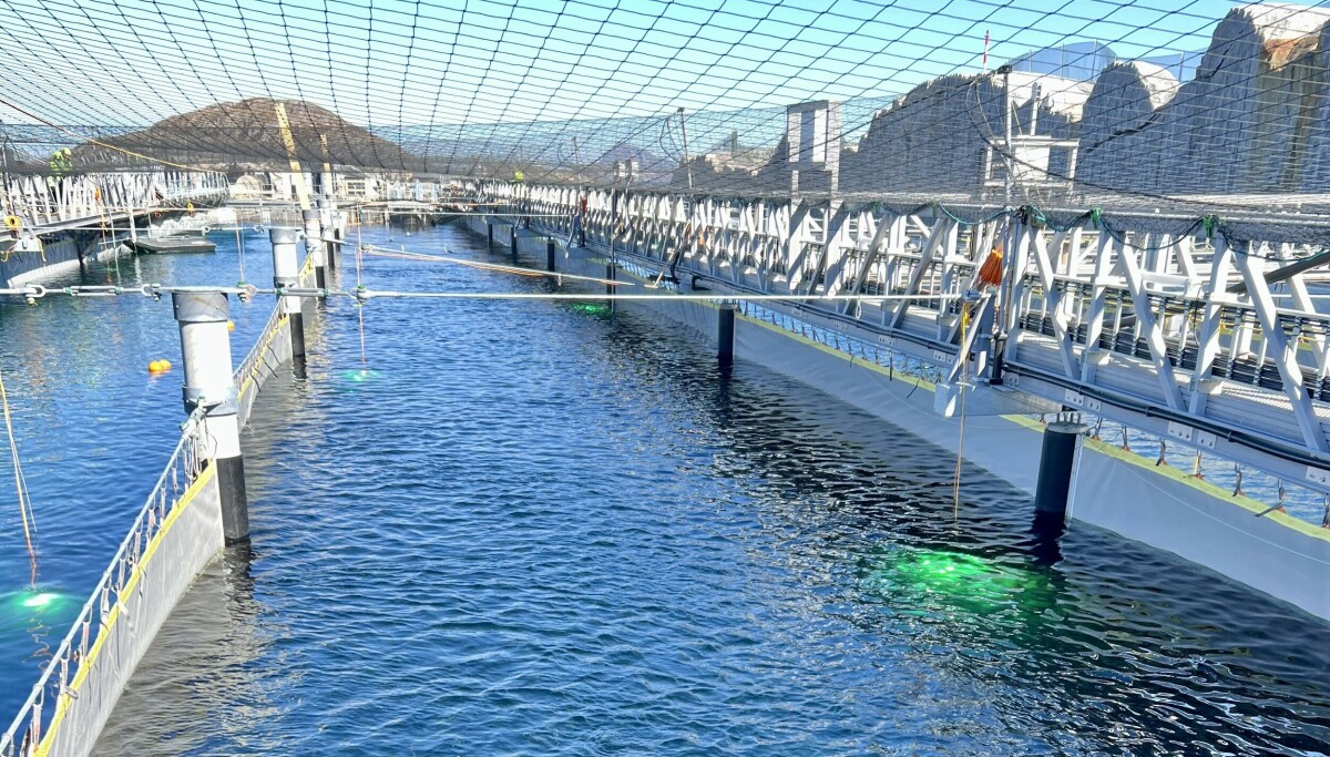 Gigante Salmon now has more than 1,000 tonnes of fish in raceways