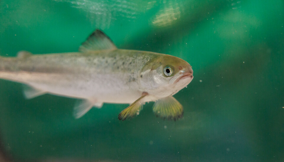 Research shows that the gills and olfactory organ of salmon react to low levels of H₂S by activating genes that trigger the immune system.